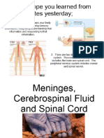 meninges cerebrospinal flud and spinal cord