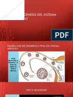 Embriogenesis Del SN