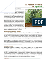 28. La Poda en el Cultivo de Aguacate.pdf