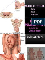 Prelegere mobil fetal+pelvis 15. oct 2018.pdf