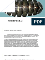 Amphineura 1