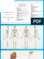 ¿Como Estudiar Huesos - (Osteología)