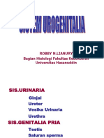 Sis - Urogenitalia 2