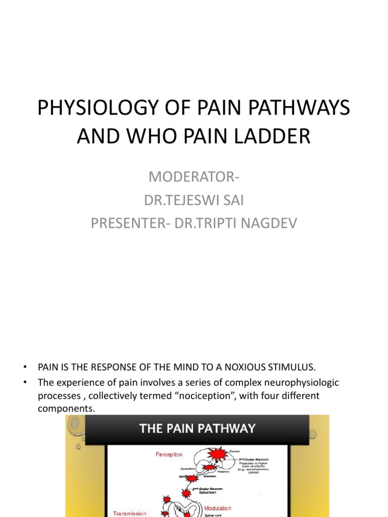 Pain Pathways and WHO Pain Ladder | PDF | Pain | Nervous System