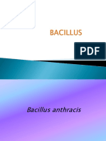 BACILLUS