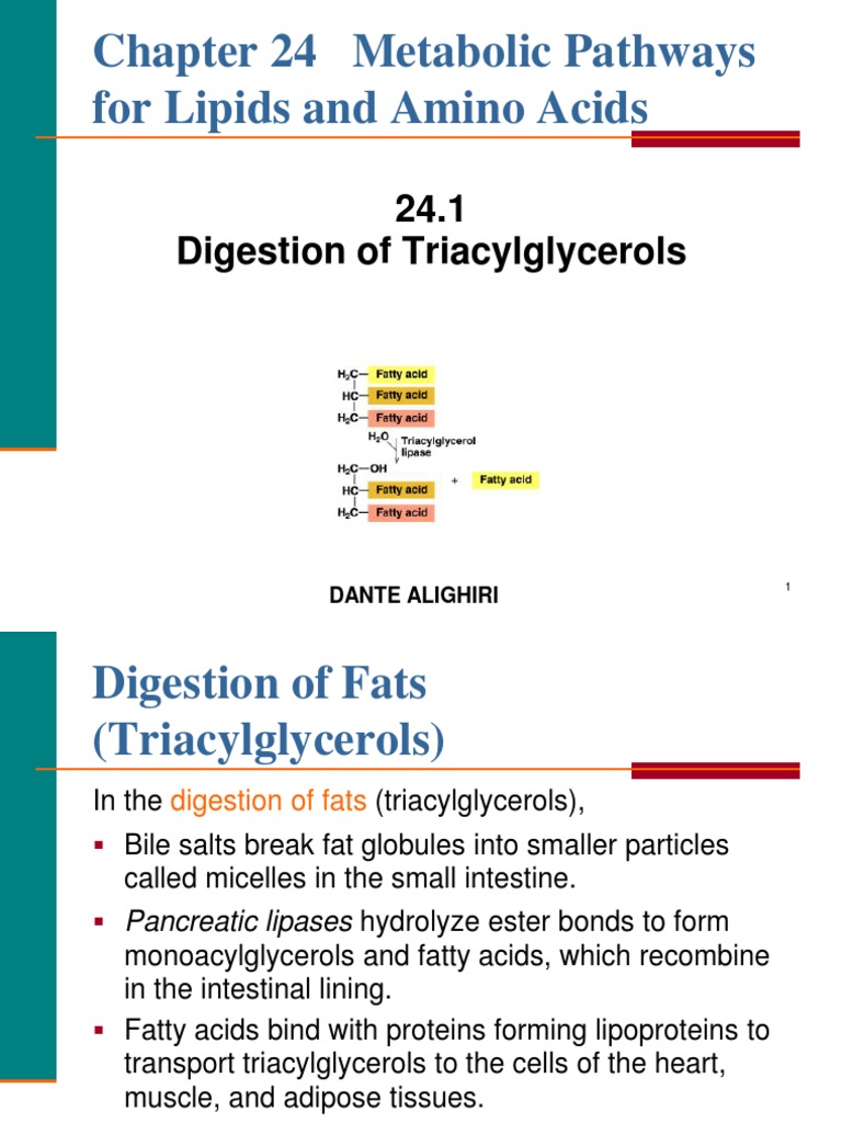 Lipid & AA Metabolism | PDF | Triglyceride | Adenosine Triphosphate