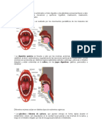 Estructura y Función Del Sistema Digestivo Humano