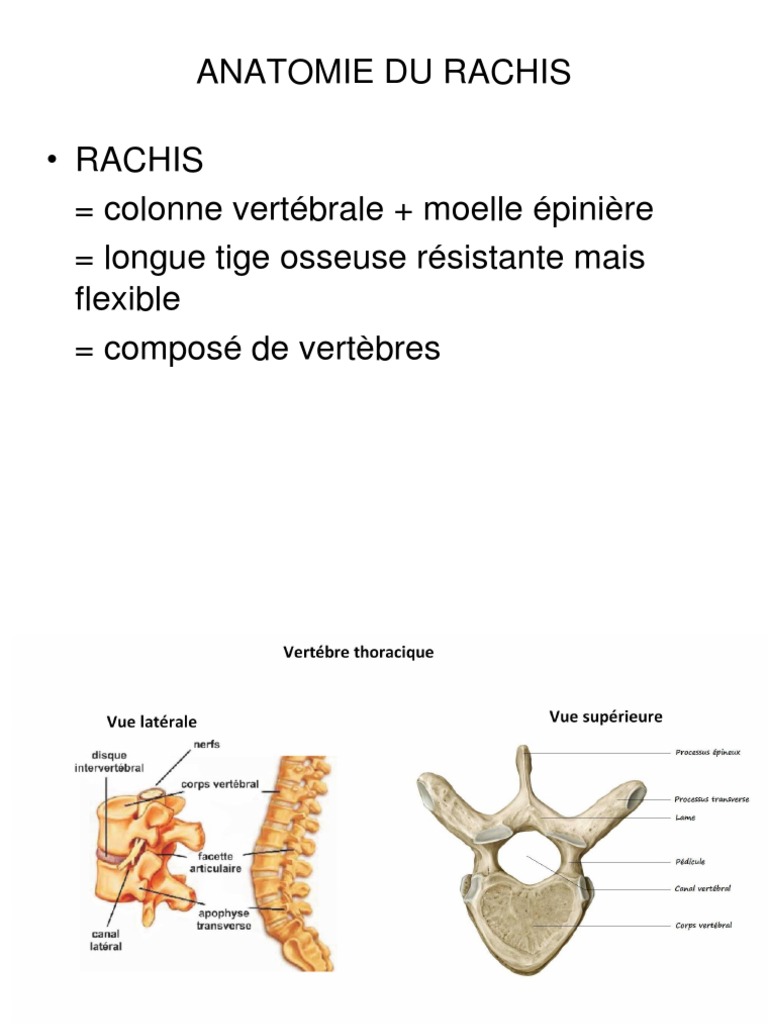Anatomie PARTIE 4 Le Rachis | PDF | Colonne vertébrale | Vertèbre