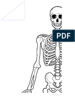 HUMAN SKELATAL SYSTEM