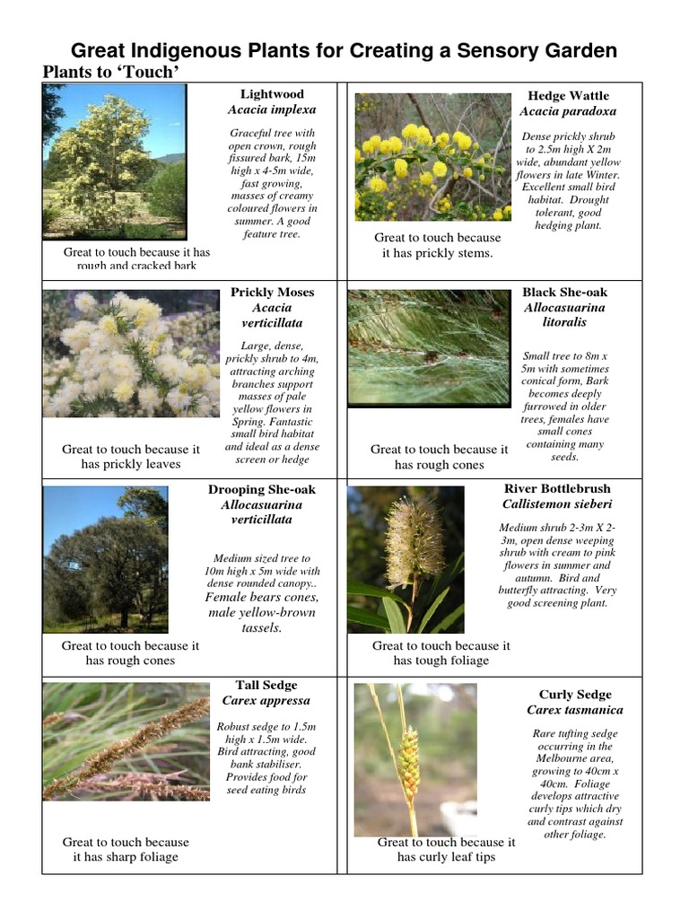 Plants For Sensory Garden | PDF | Berry | Trees