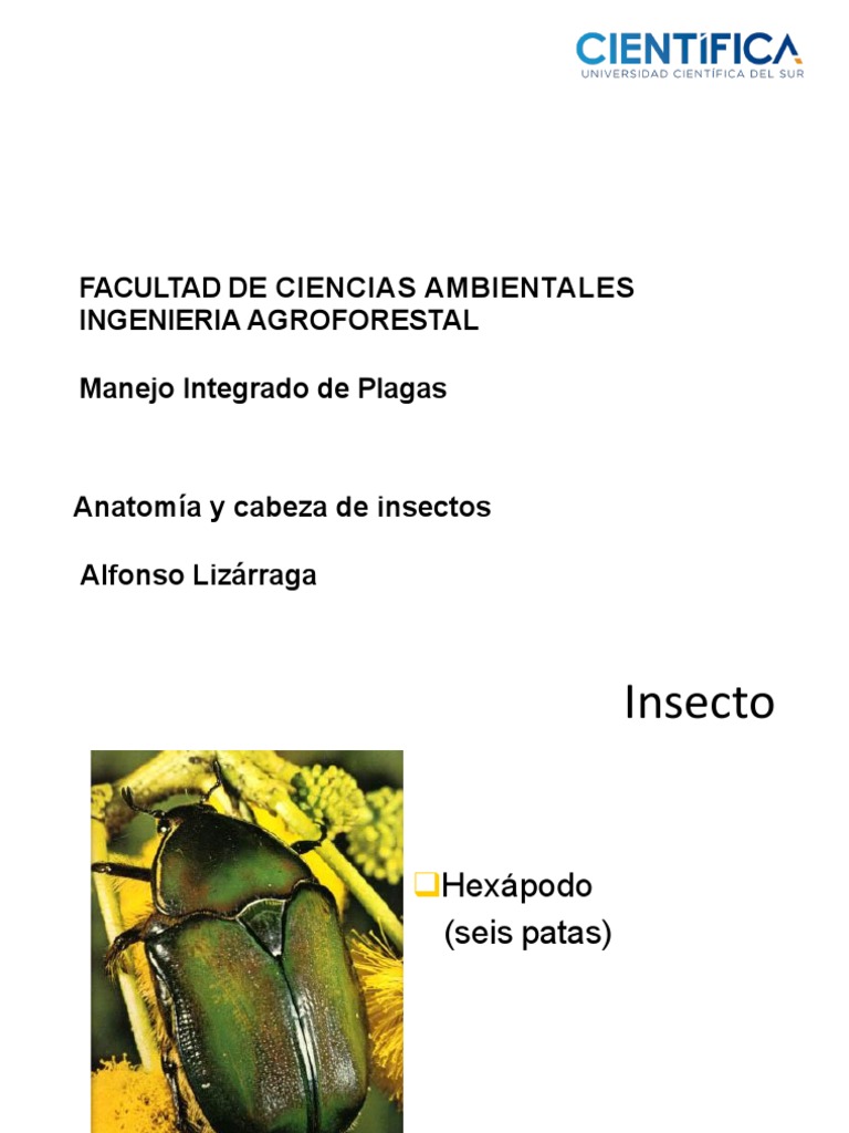 Clase 02 (Anatomia y Cabeza de Insectos) | PDF | Insectos | Ciencias de