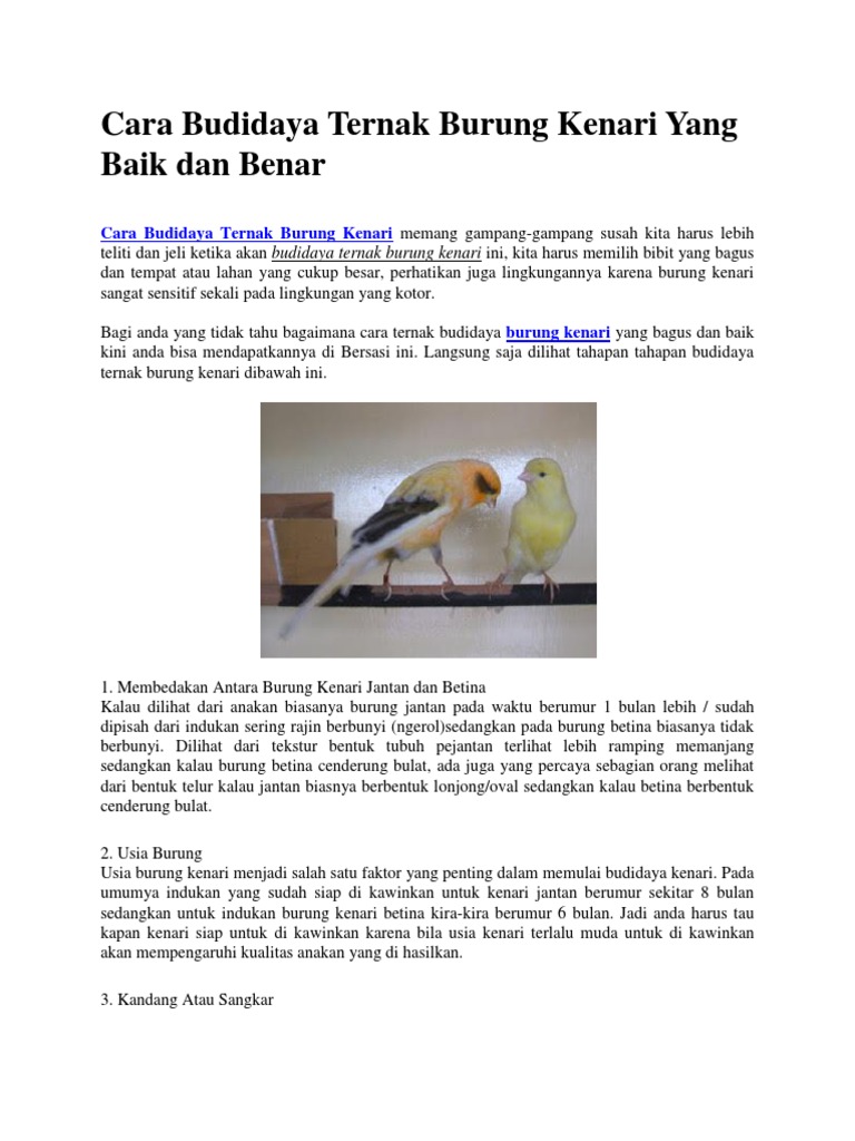 Ternak Kenari 1 Jantan 2 Betina Dalam 1 Kandang : Jual Kandang Ternak Murai Muray Poligami 2 Betina 1 Jantan Kab Bekasi Olshop R B Tokopedia - We did not find results for: