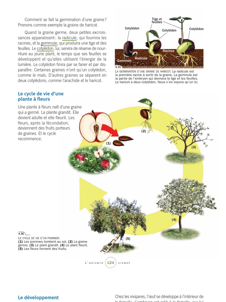La classe de Sanléane: La germination et le cycle de vie des végétaux