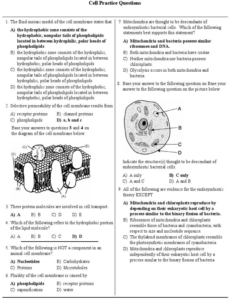 Cell Membrane and Transport Practice Questions | PDF | Active Site | Enzyme