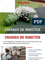 PRACTICSA  CRIANZA DE INSECTOS (2)