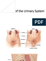 JC - Im - Nephrology SGD