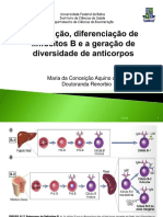 Desenvolvimento dos linfócitos B e geração de diversidade de anticorpos