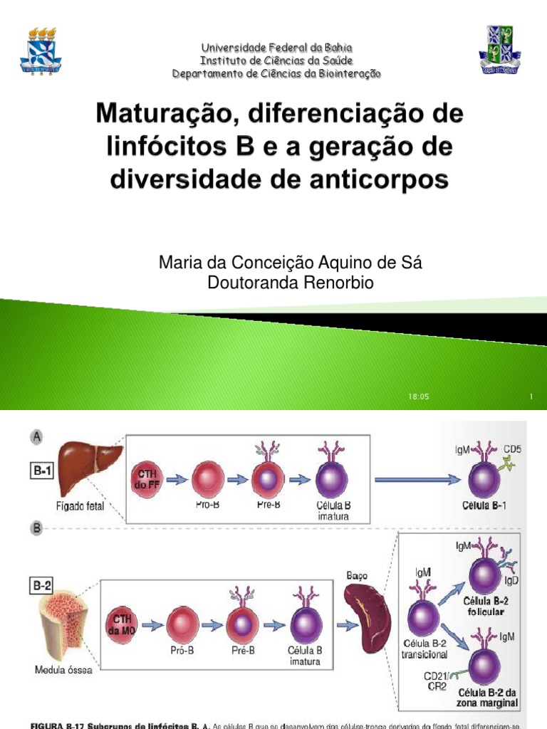 As Características Essenciais Da Maturação São Exceto