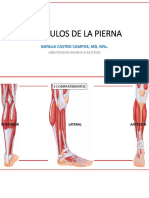 Pierna Pie Musculos PDF