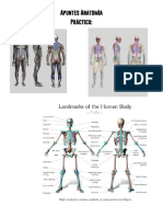 Apuntes Anatomía