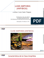 Diapositivas_Clase Amphibia.pdf