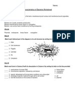 Characteristics of Bacteria Worksheet