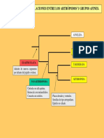 Artrópodos y Sus Lineas