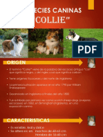 Especies Caninas Collie