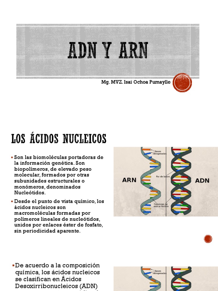 ACIDOS NUCLEICOS ADN y ARN PDF | PDF | Adn | Rna