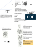 Arboles Paisajismo