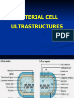 Bacterial Ultra Structure