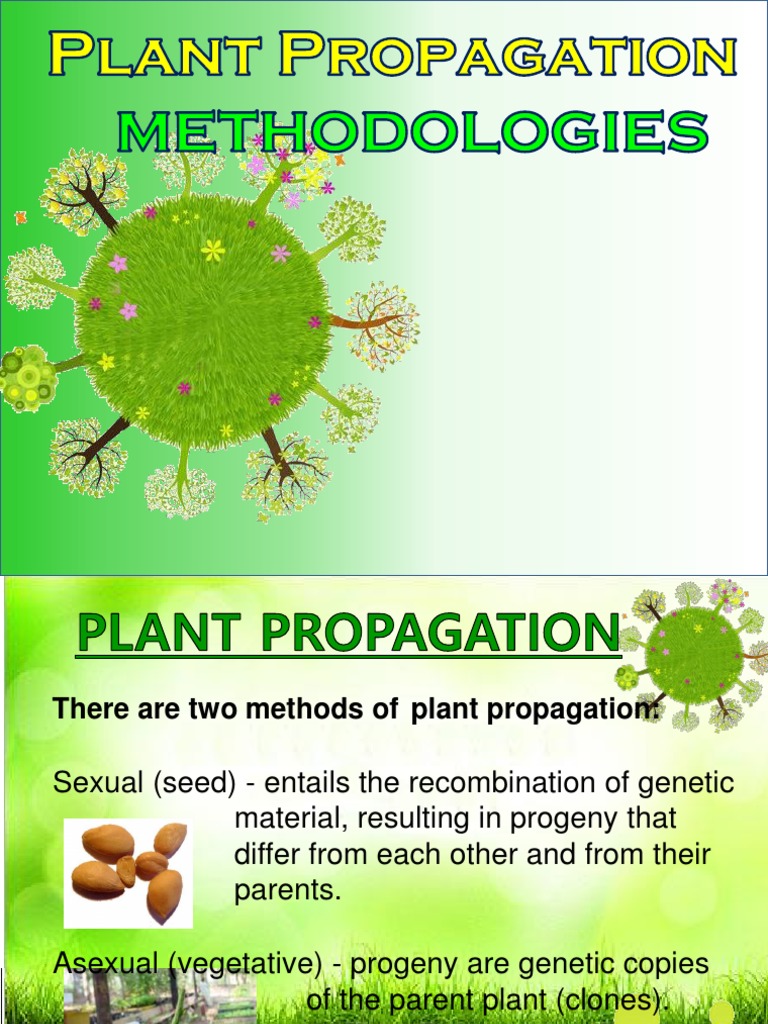 Plant Propagation Techniques | PDF | Grafting | Root