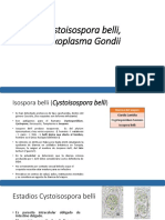 Isospora, Balantidium, Toxoplasma