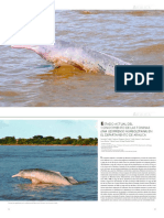 2019 Delfines Arauca Mosquera-Guerra Et Al PDF