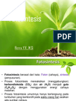 Fotosintesis (Renna Y. V.)