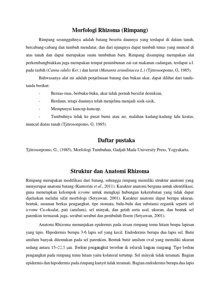 Morfologi dan Anatomi Rimpang Kunyit | PDF