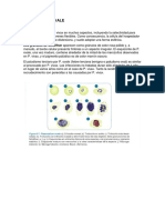 Plasmodium ovale: morfología y ciclos de vida