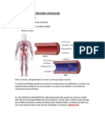 ANATOMIA Y RADIOLOGIA VASCULAR (Definitivo)