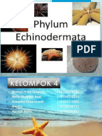 Filum Echinodermata Kelompok 4C