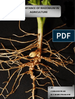 Importance of Rhizobium in Agriculture