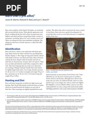 The Barn Owl