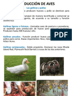 PRODUCCIÓN DE AVES.pptx