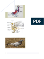 Anatomi Burung Merpati