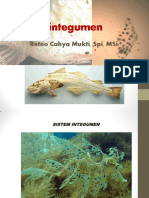 Integumen