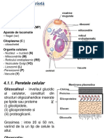 3 - Eucariote