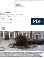 Cádiz Se Queda Sin Su Árbol Más Histórico y Falsamente Protegido