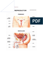Anatomia Aparato Reproductor M F
