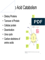 451Amino Acid Catabolism.pdf