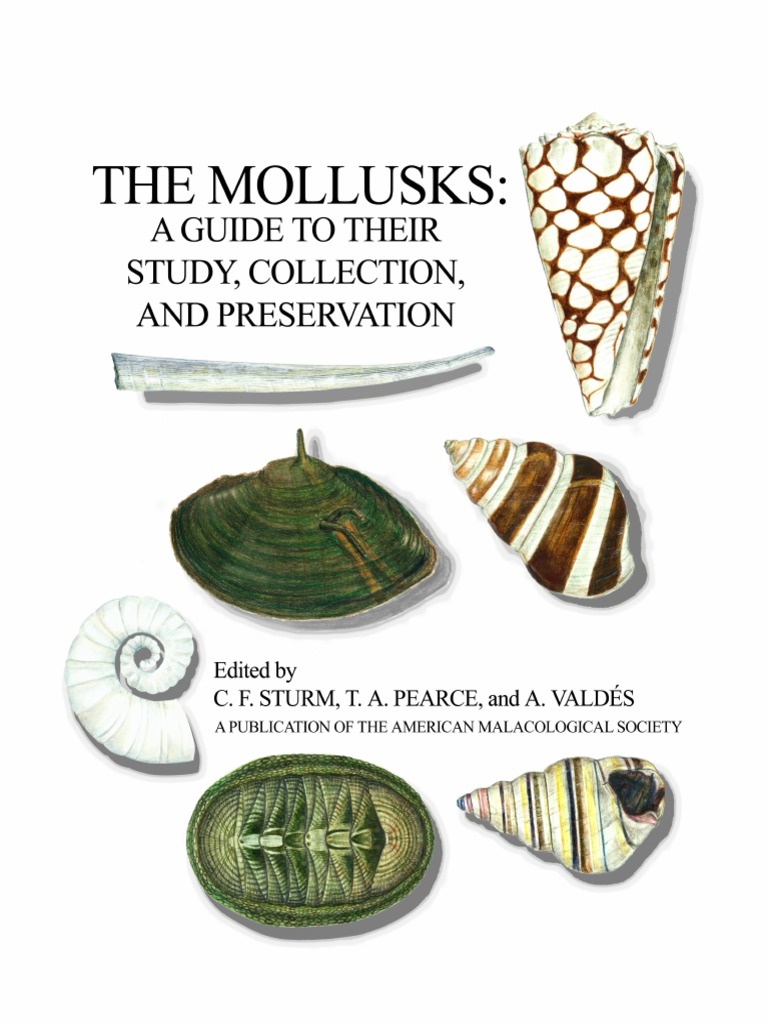 The Mollusks PDF Mollusca Bivalvia