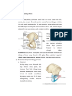 Anatomi & Fisiologi Pelvis & Femur